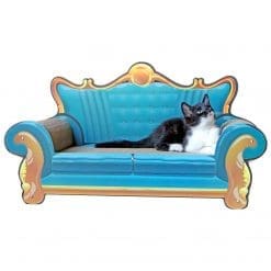Kitten sitting happily on the cat sofa